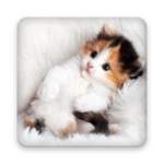 cats live wallpapers android application logo